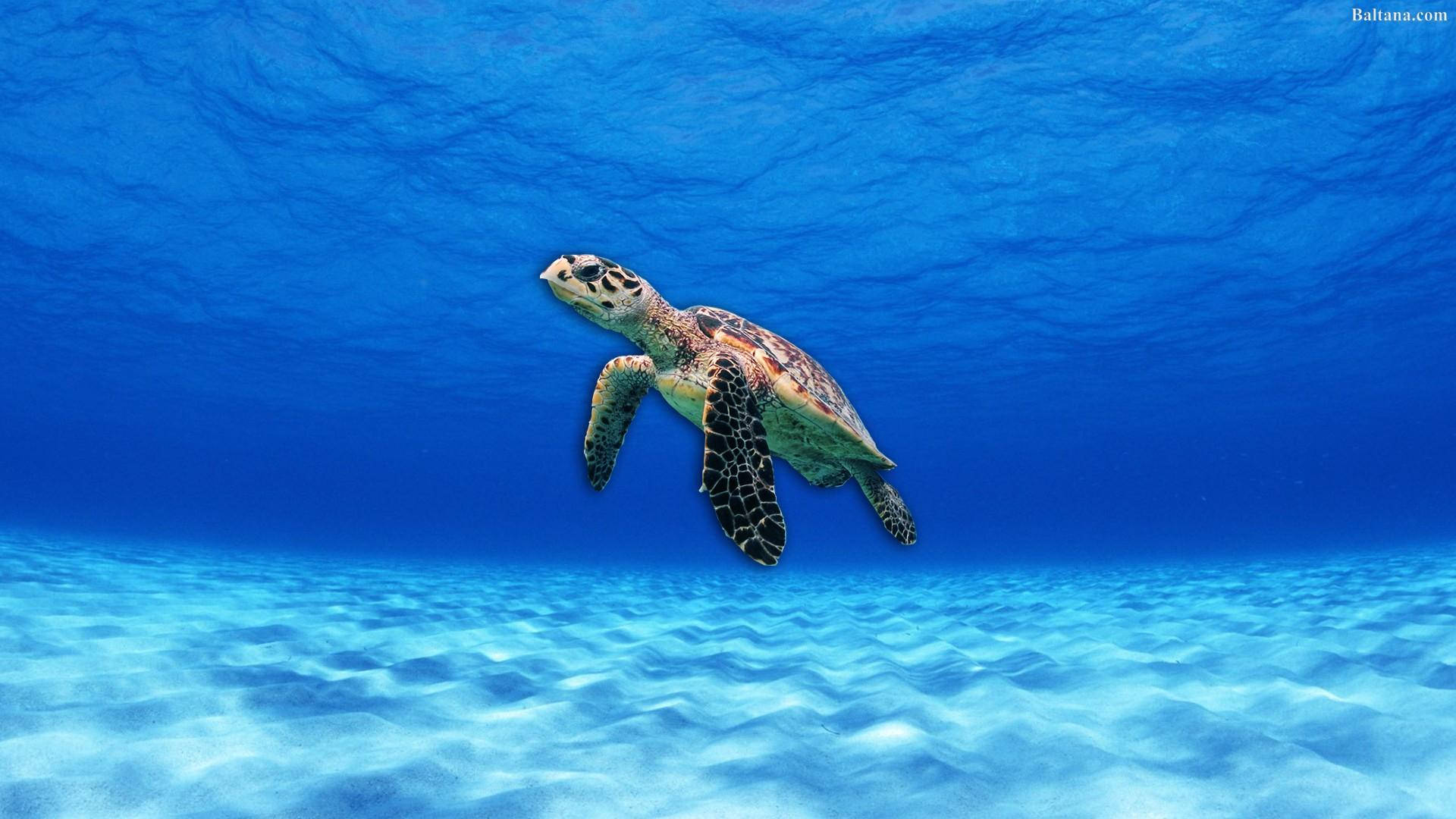 Sea Turtle Under A Clear Blue Ocean