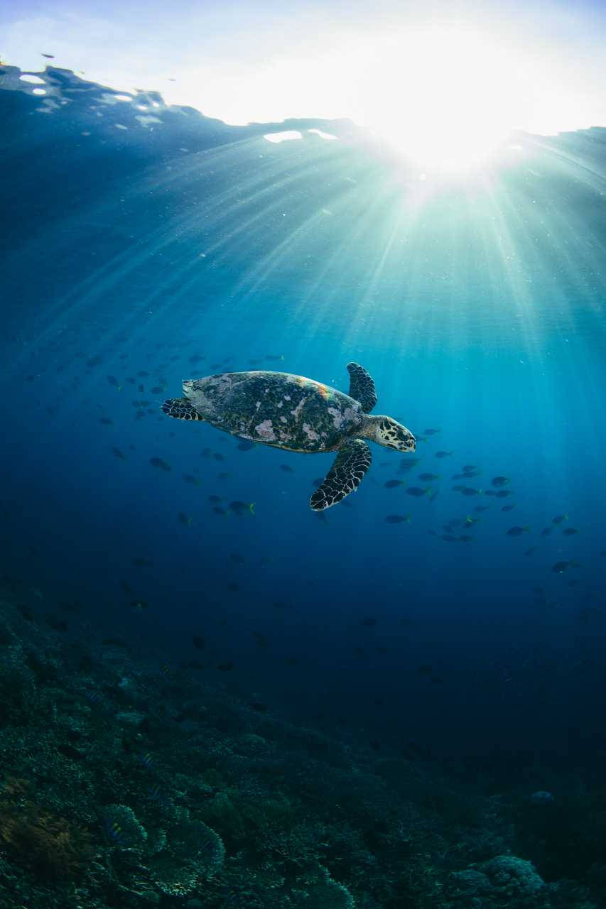 Sea Turtle Under Sun Iphone Background