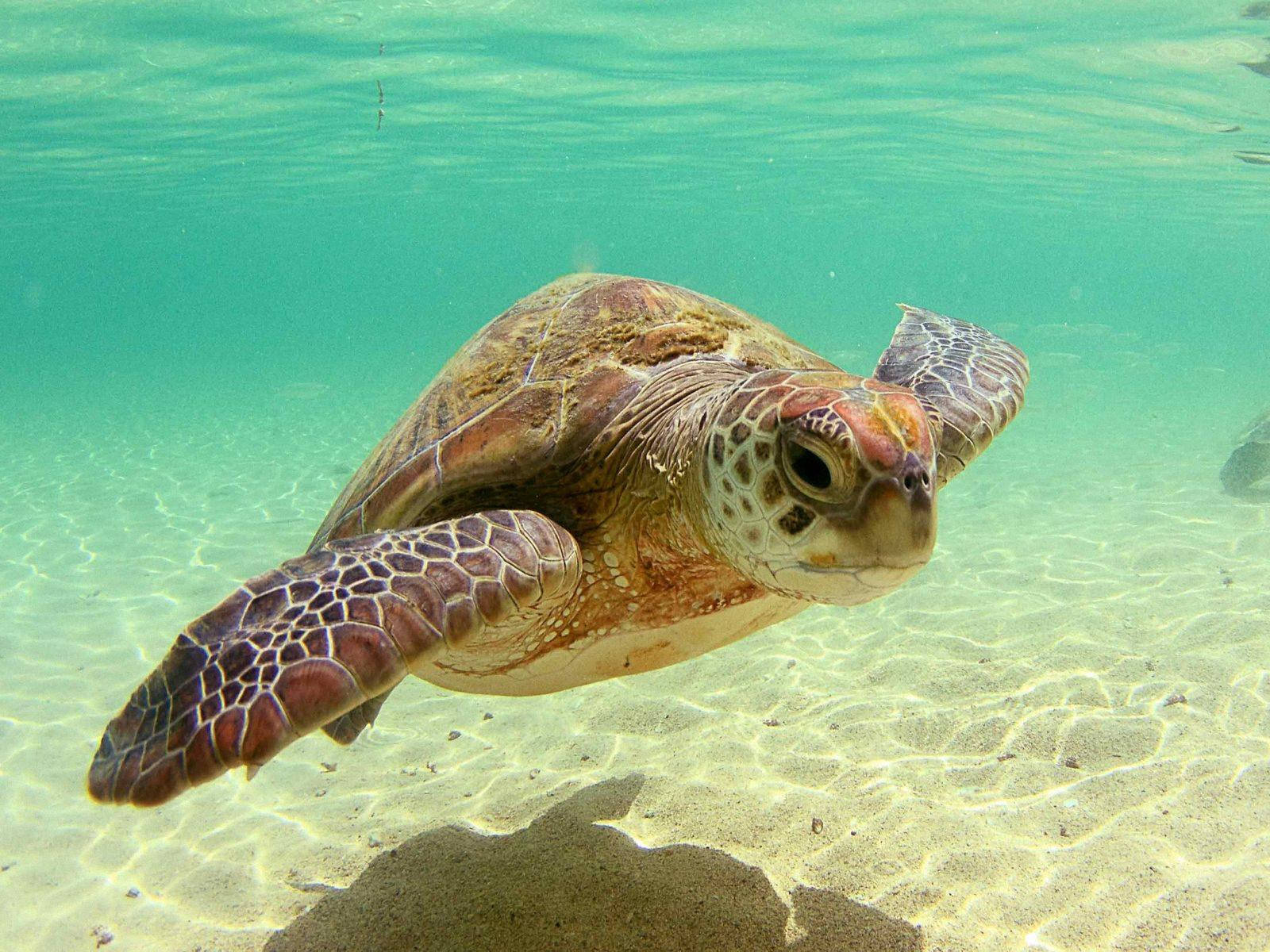 Sea Turtle With A Shadow Underwater Background