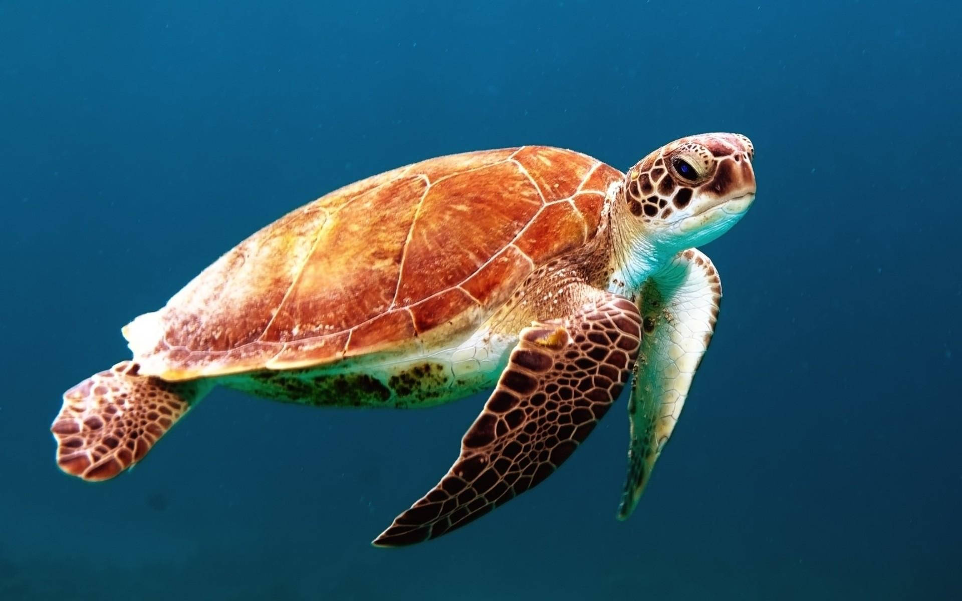 Sea Turtle With Brown Bony Shell Background