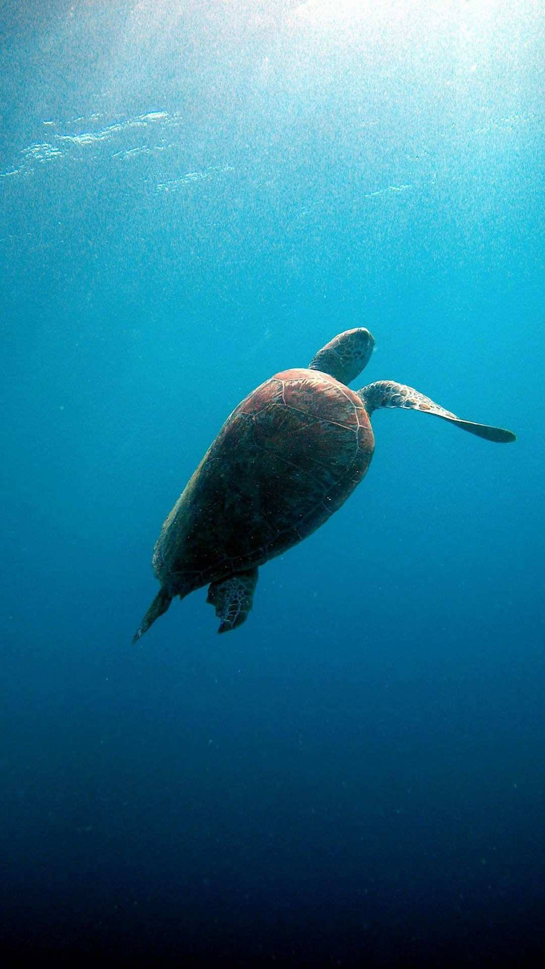 Sea Turtle With Sunlight Iphone Background