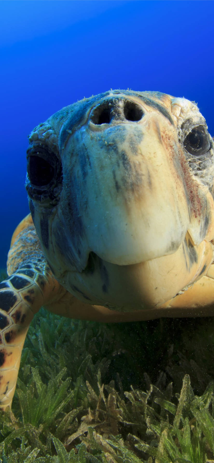 Sea Turtle Zoomed In Iphone Background