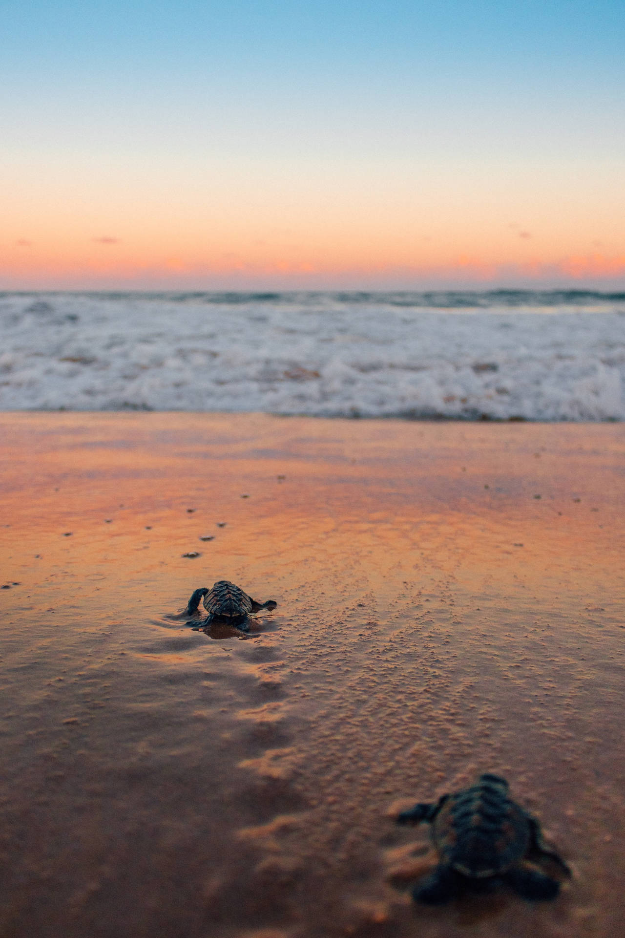 Sea Turtles Crawling On The Beach