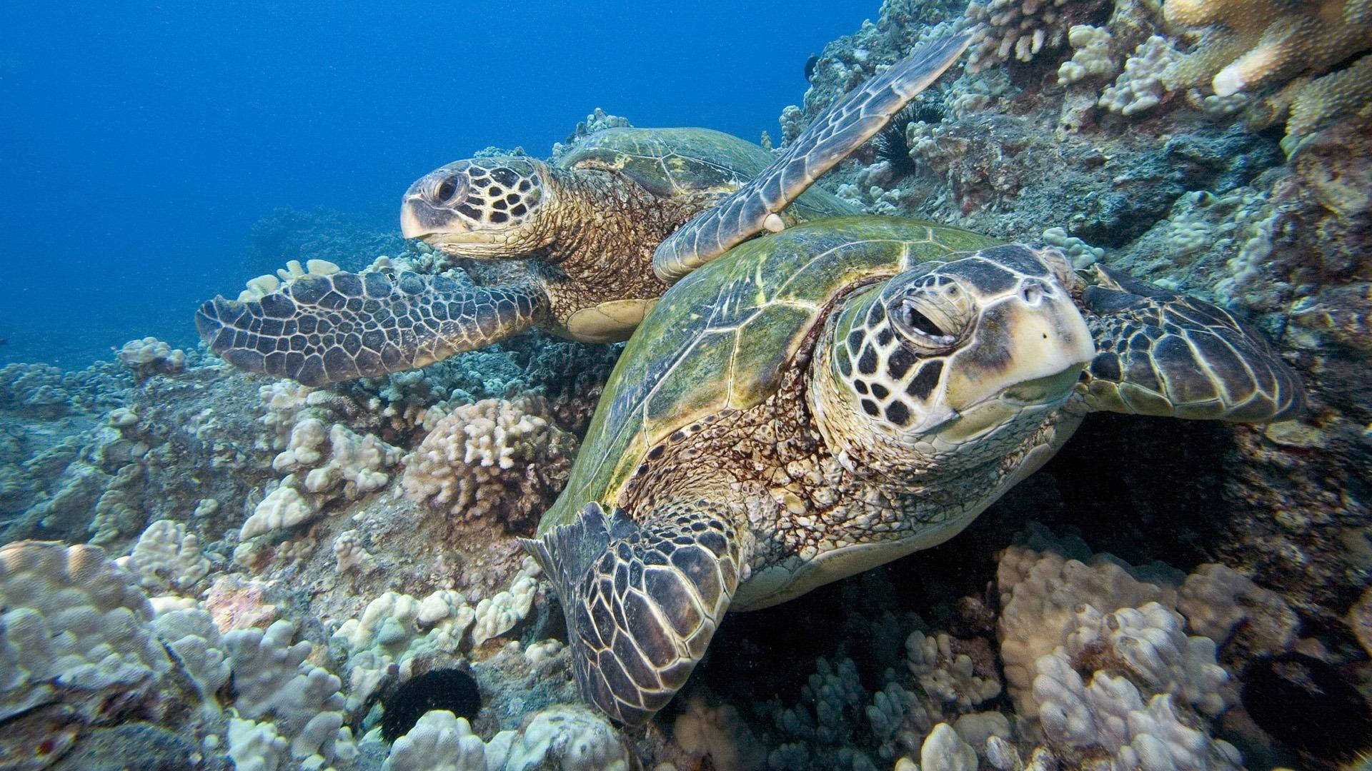 Sea Turtles Under A Coral Reef Background