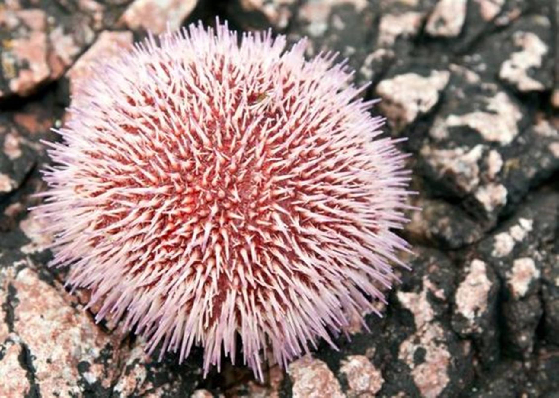 Sea Urchin Spiky Sight And Spines Background