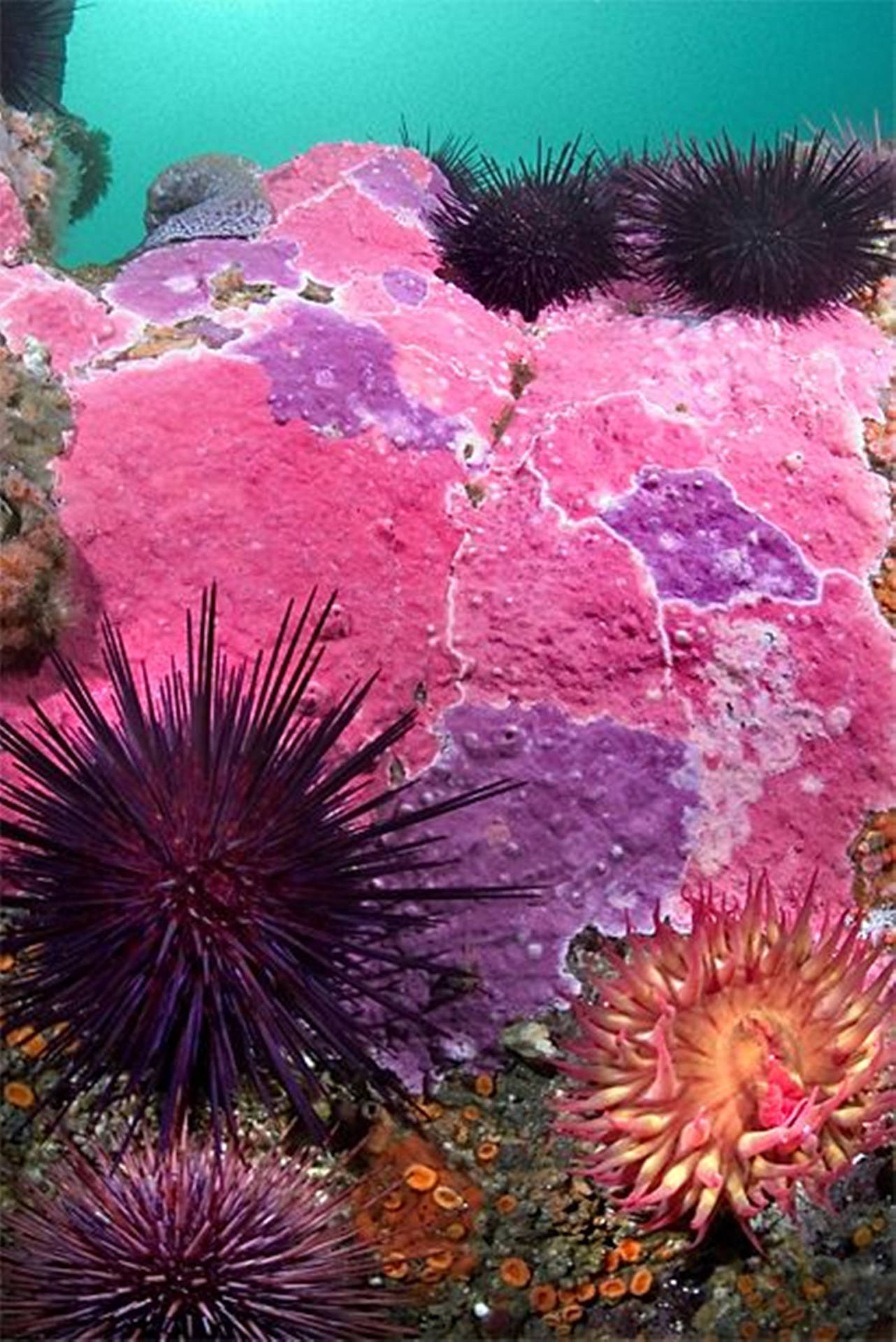 Sea Urchins Attached On Pink Rocks Background