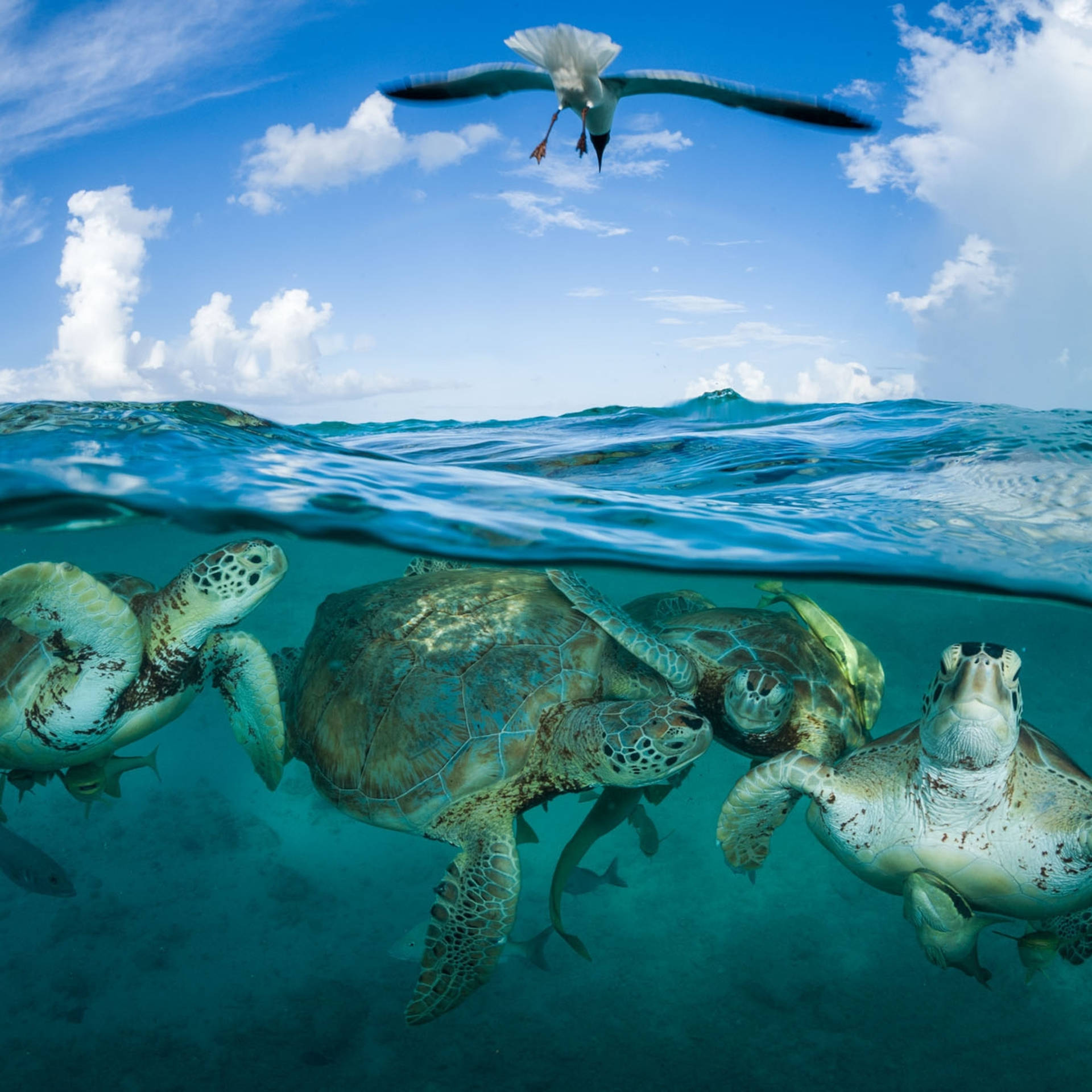 Sea Water Turtles Seagull Photography Background