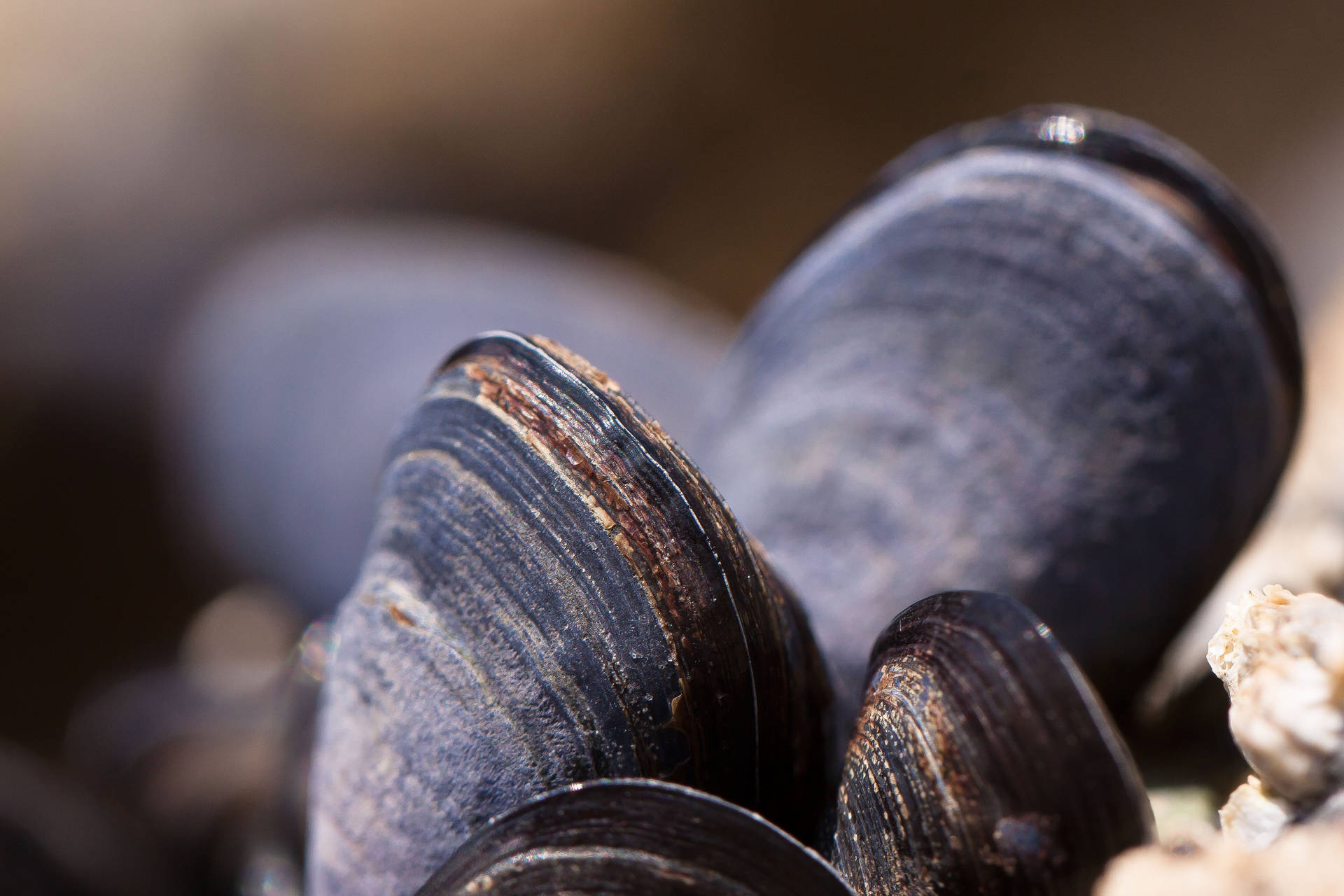 Seafood Mussels With Black Shells Background