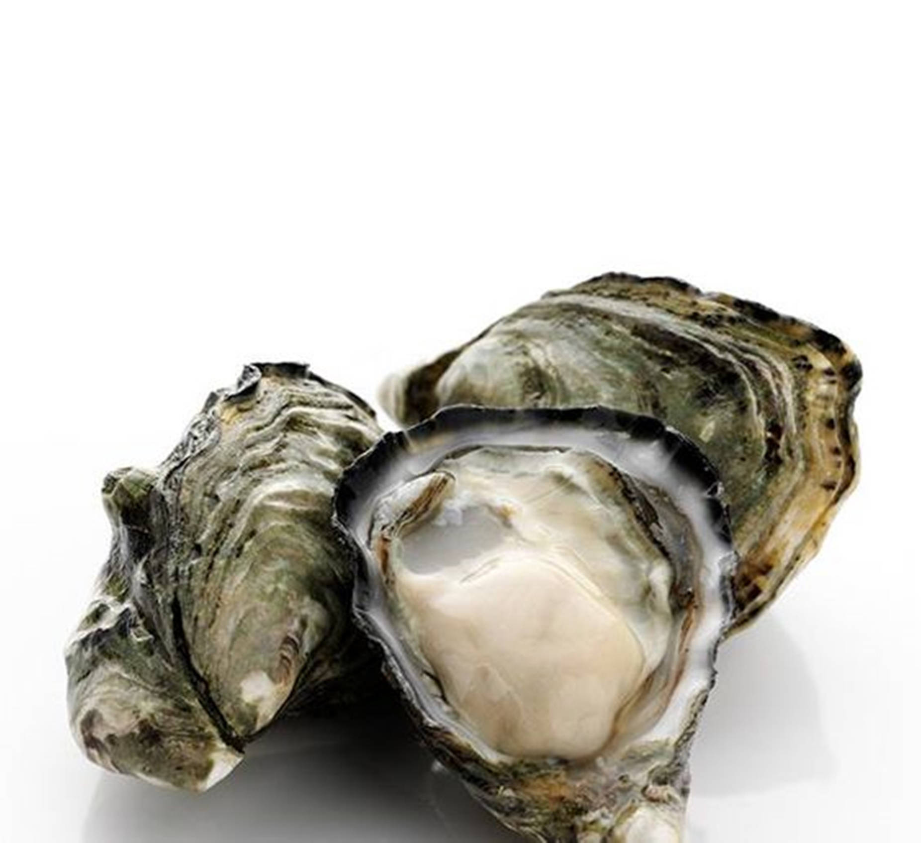 Seafood Oyster With Big Shells Background