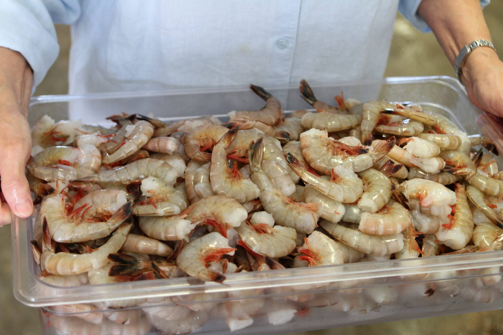 Seafood Raw Shrimp Background