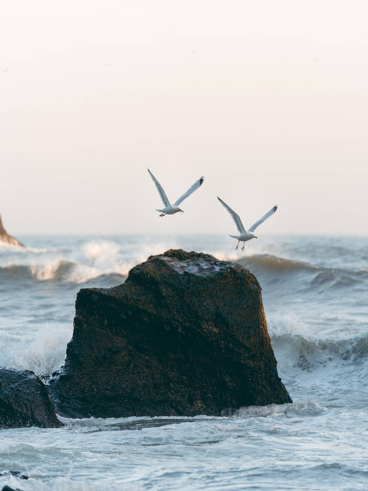 Seagull Birds Flying Over The Rock Background