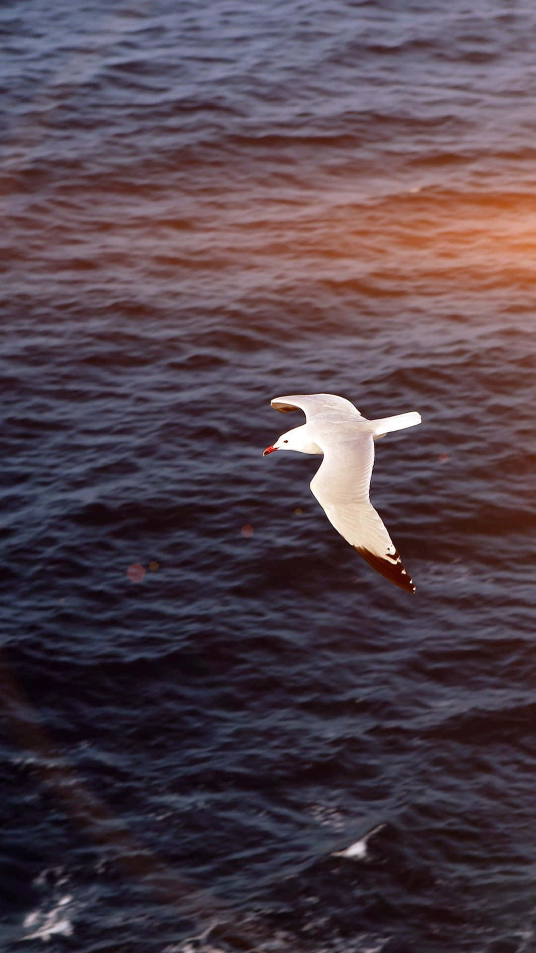 Seagull Soaring Over The Sea Background