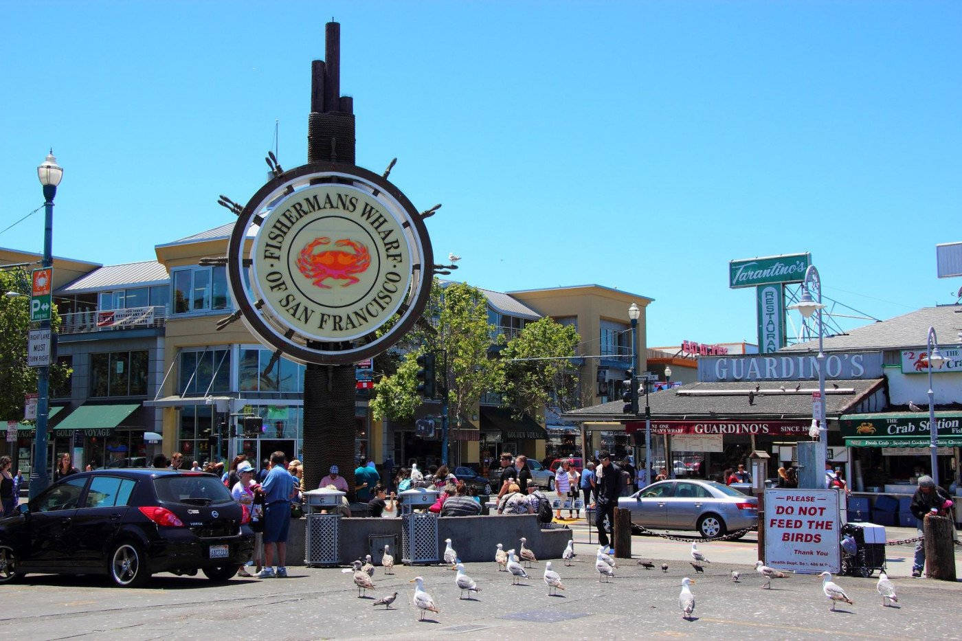 Seagulls By Fishermans Wharf Sign Background