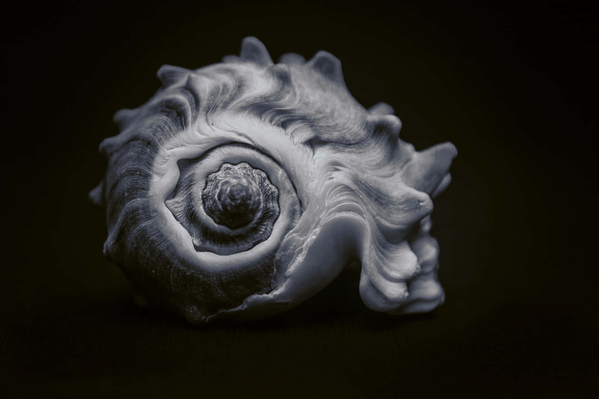 Seashell Black Aesthetic Background