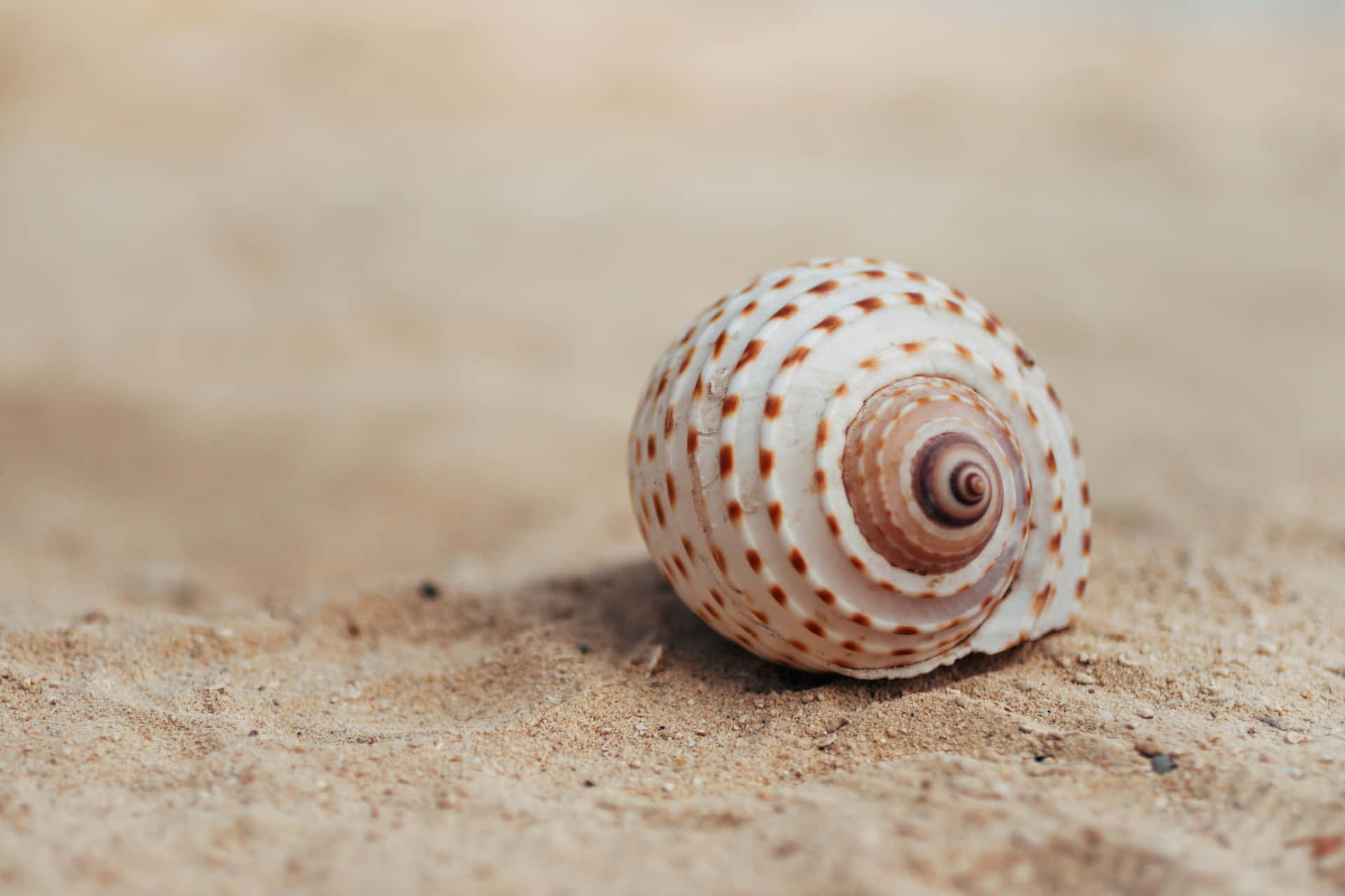 Seashell On Beige Sands Background