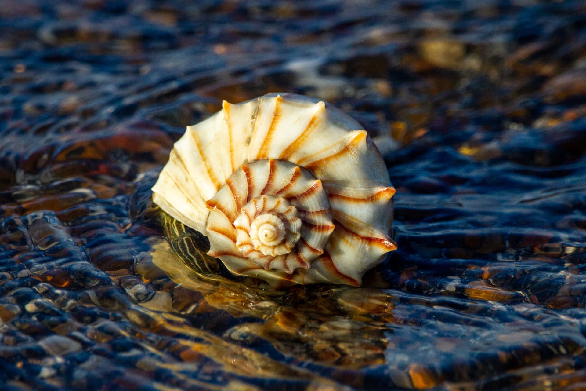 Seashell On Water Surface Background