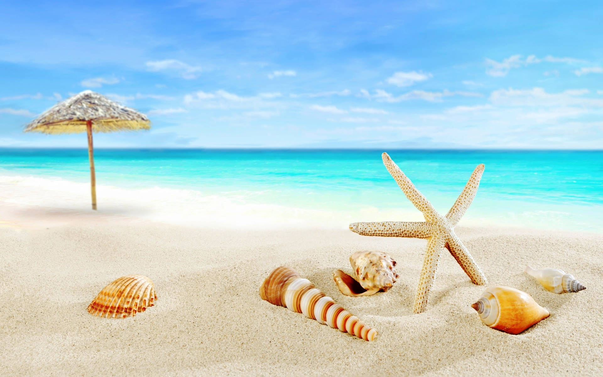 Seashells And Star On Sand Tropical Desktop