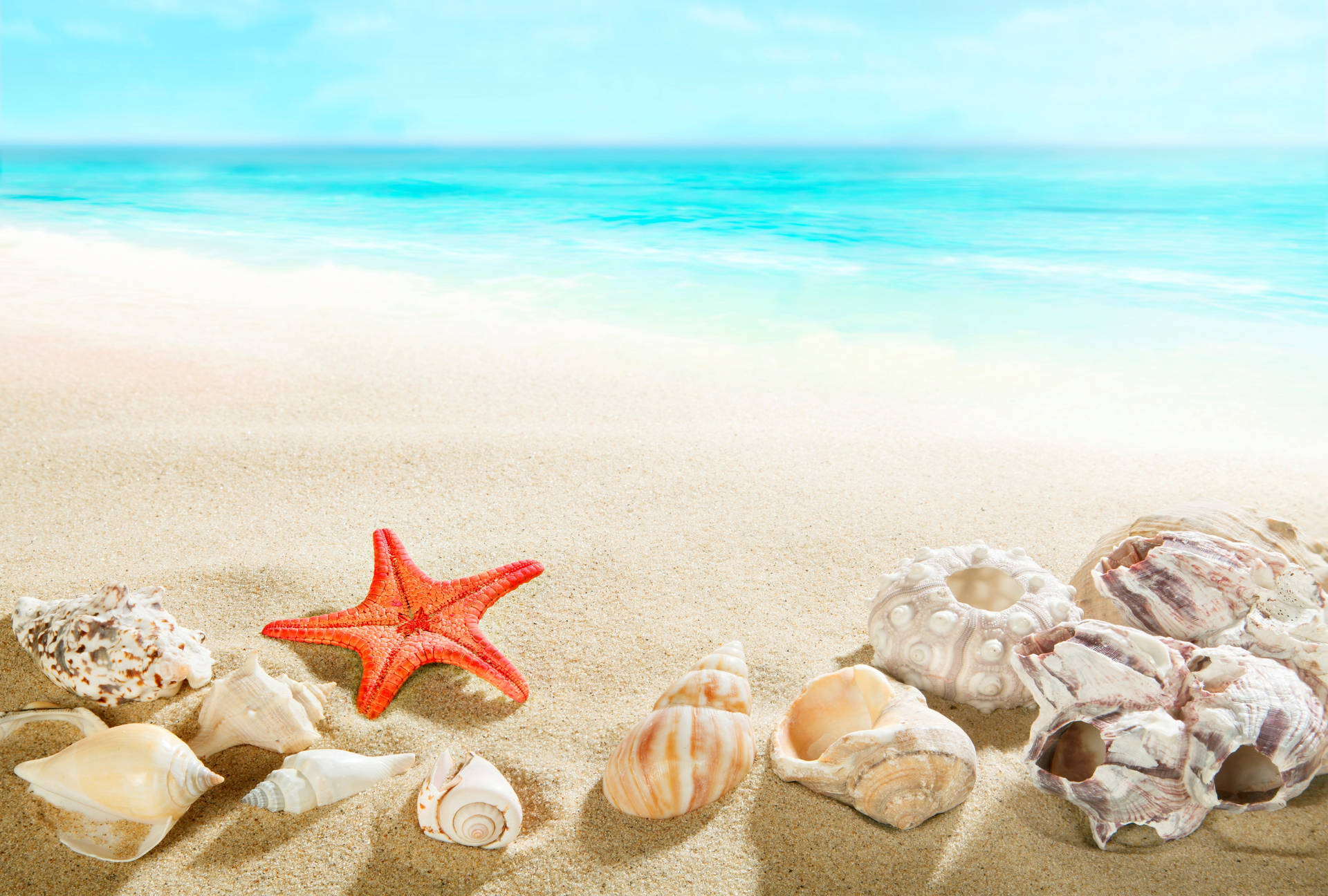 Seashells Beach Theme Background