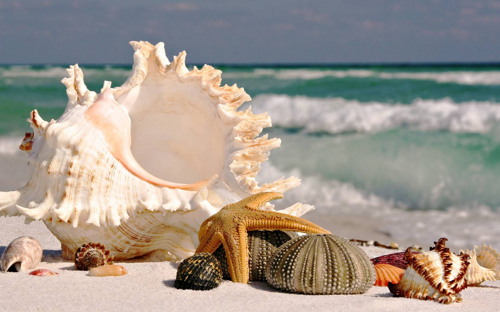 Seashells On A Beautiful Beach Background