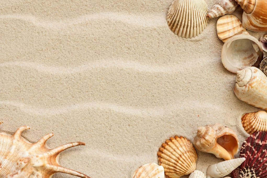 Seashells On Sand Beige Aesthetic