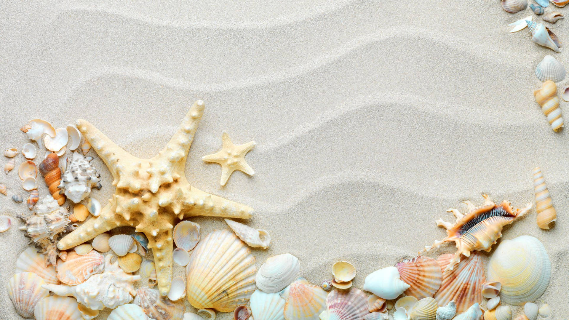Seashells On White Beach
