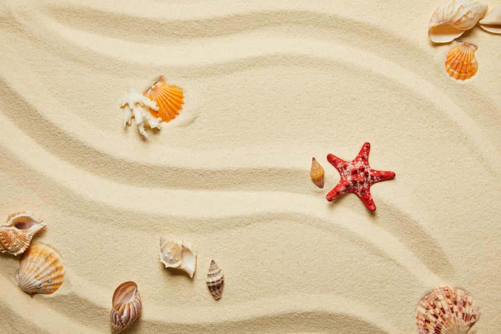 Seashells With Corals And Starfish Background