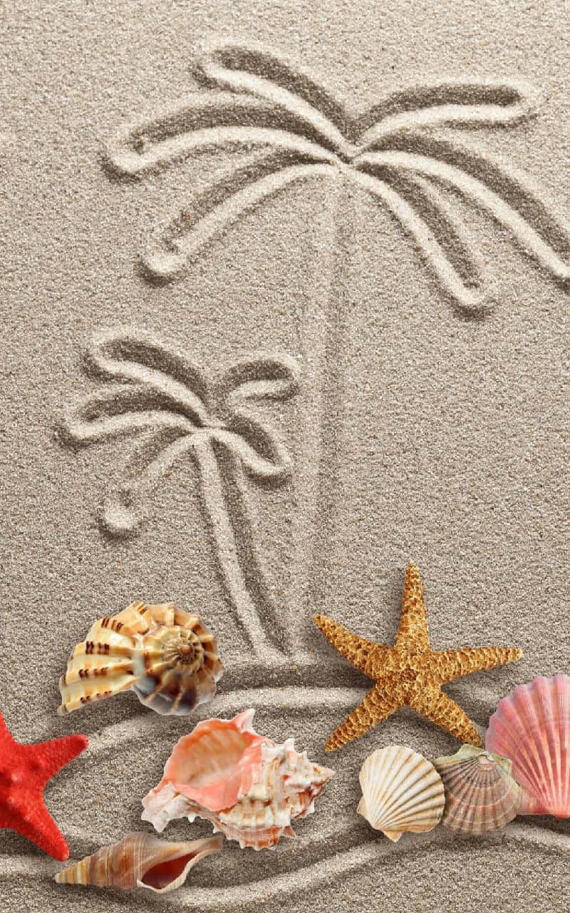 Seashells With Palm Tree Drawing On The Sand