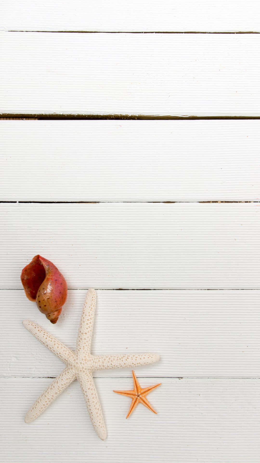 Seashellsand Starfishon White Wooden Background Background