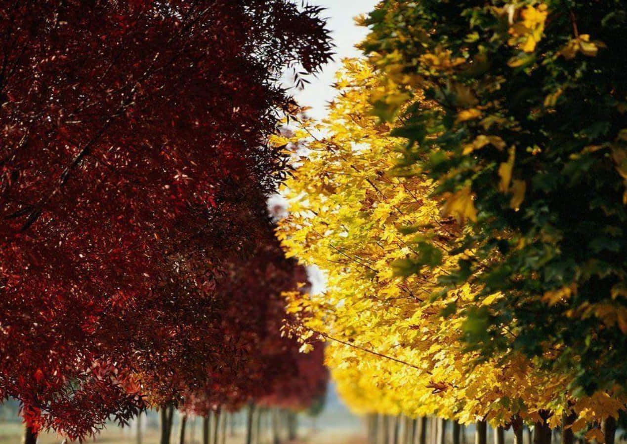 Seasonal Autumn Beautiful Red Yellow Background