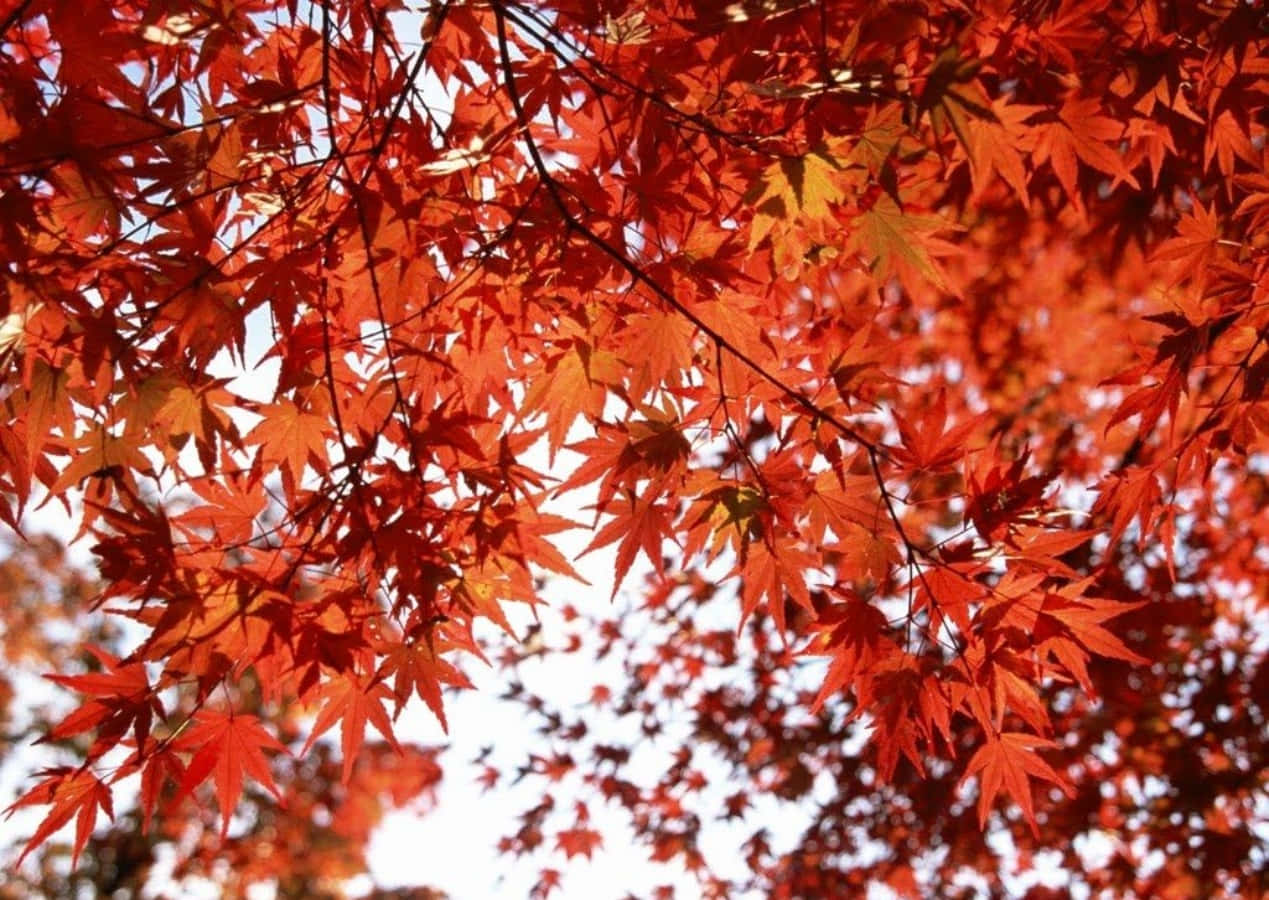 Seasonal Autumn Leaves Red Background