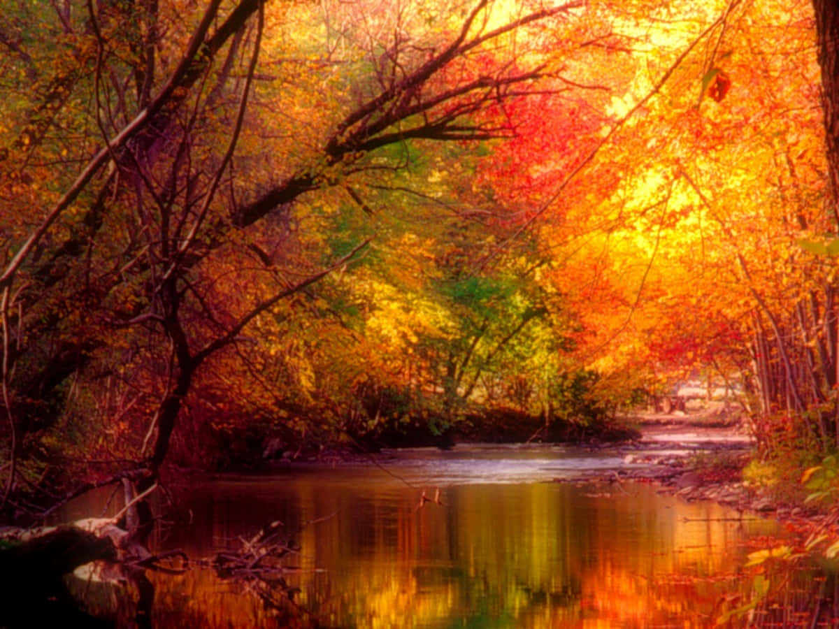 Seasonal Autumn River Peaceful Tree Leaves Background
