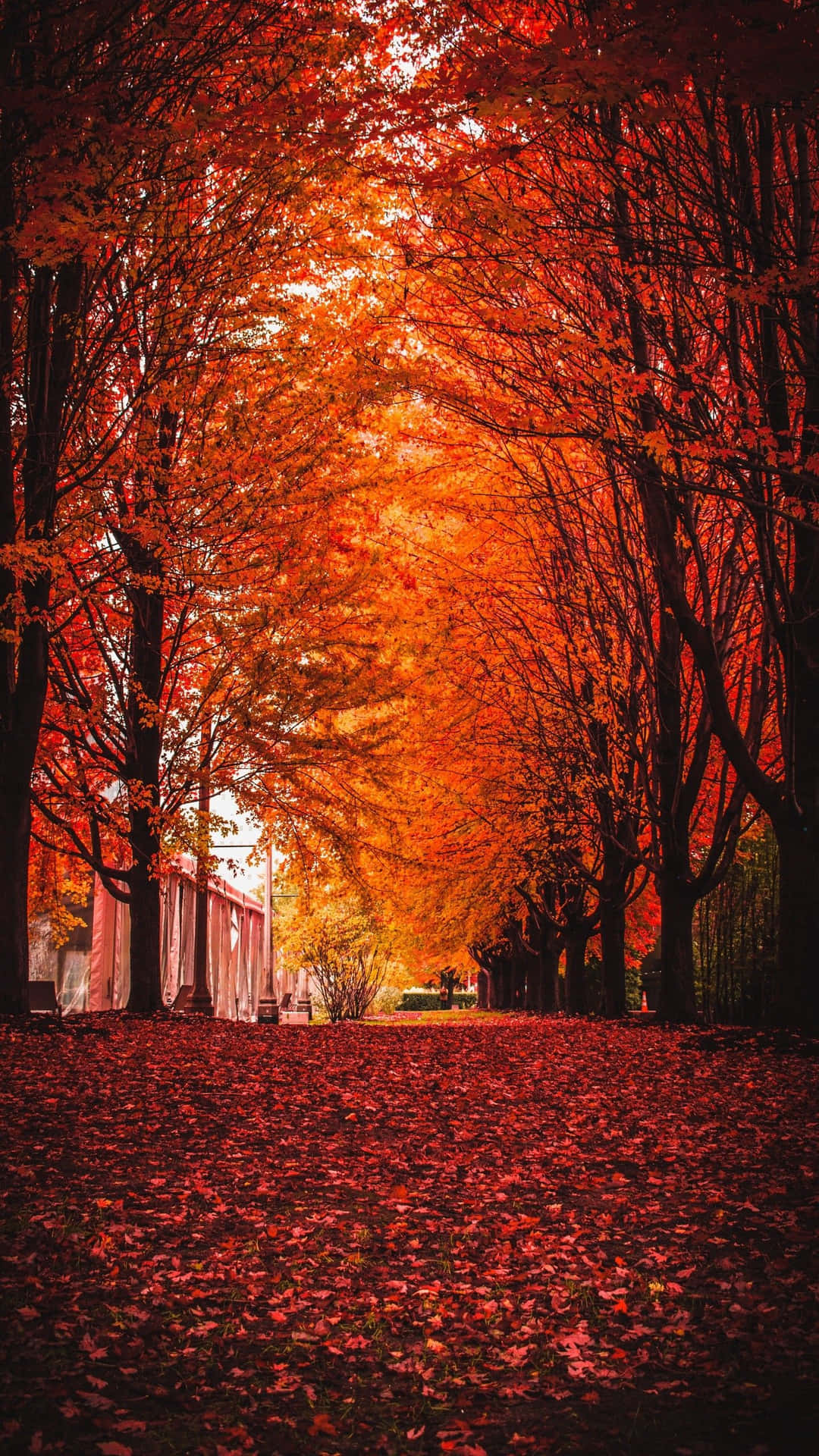 Seasonal Autumn Tree Leaves Red Marvelous Background