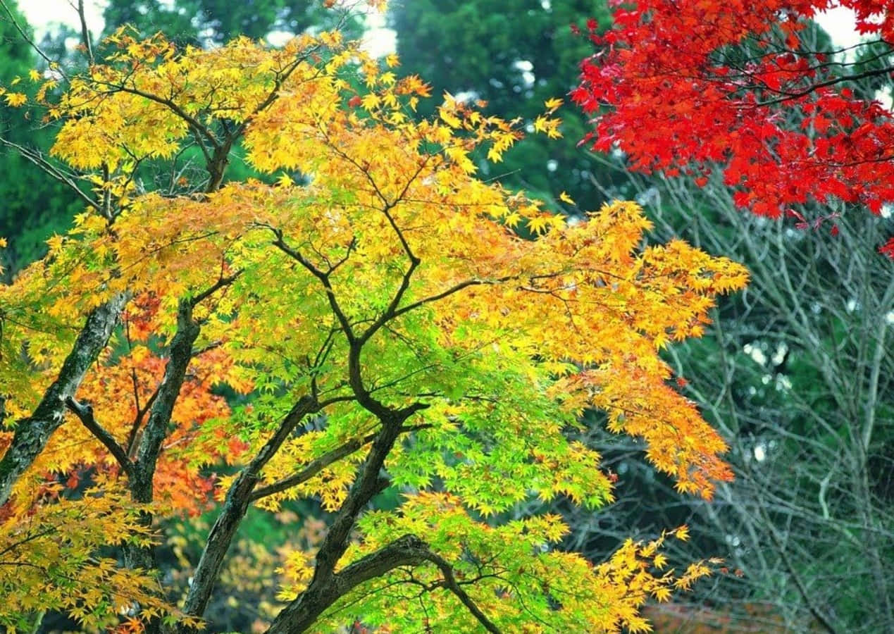 Seasonal Botanical Tree Background