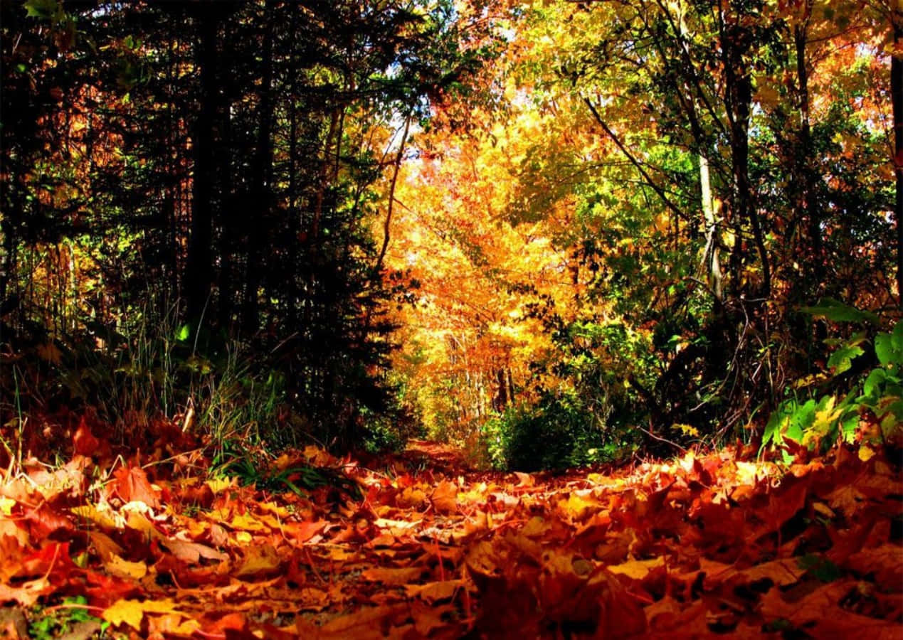 Seasonal Fall Nature Background