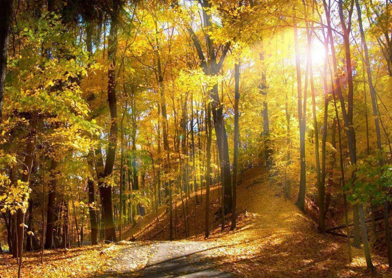 Seasonal Morning Autumn Forest Background