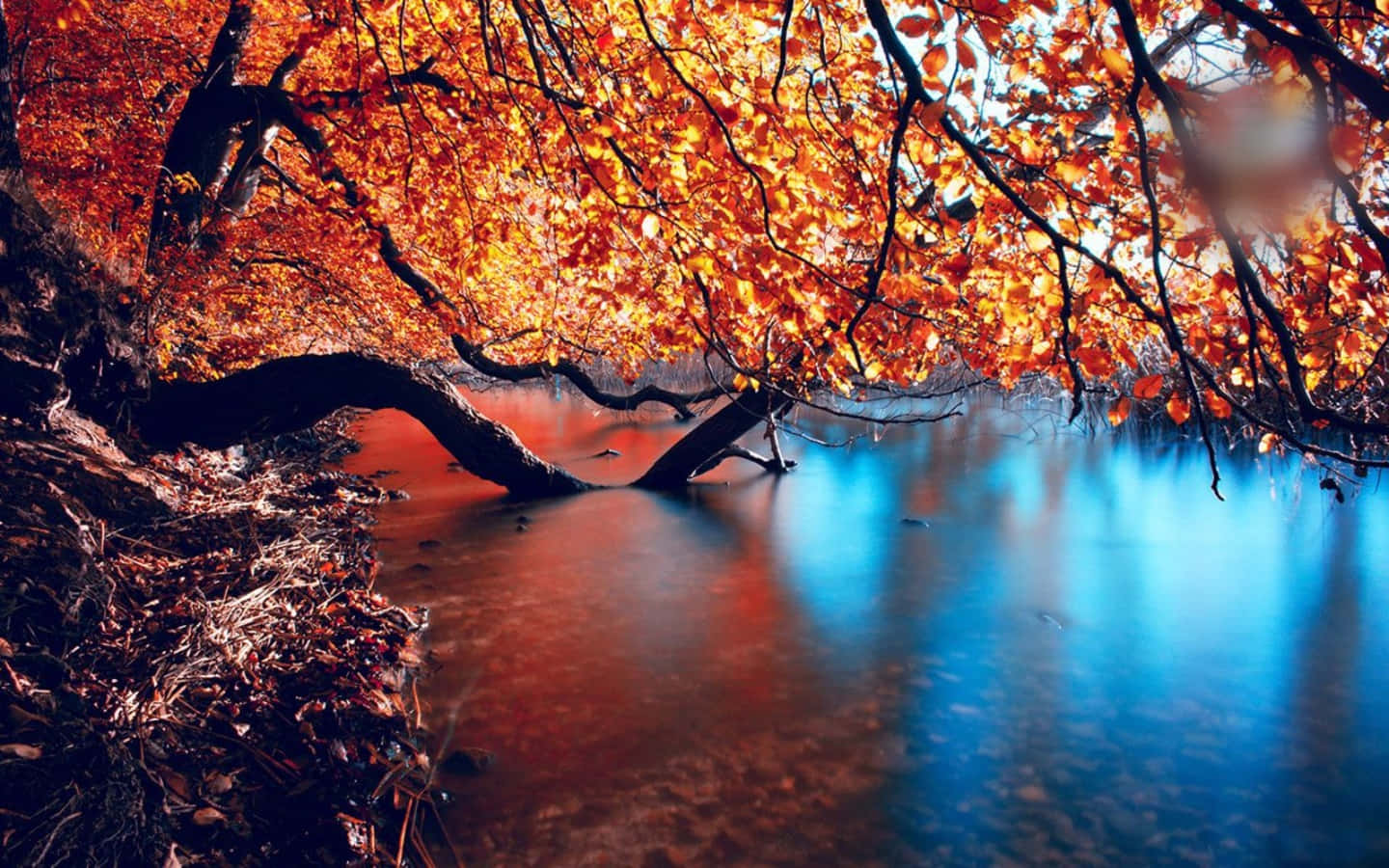 Seasonal Tree River Autumn Background