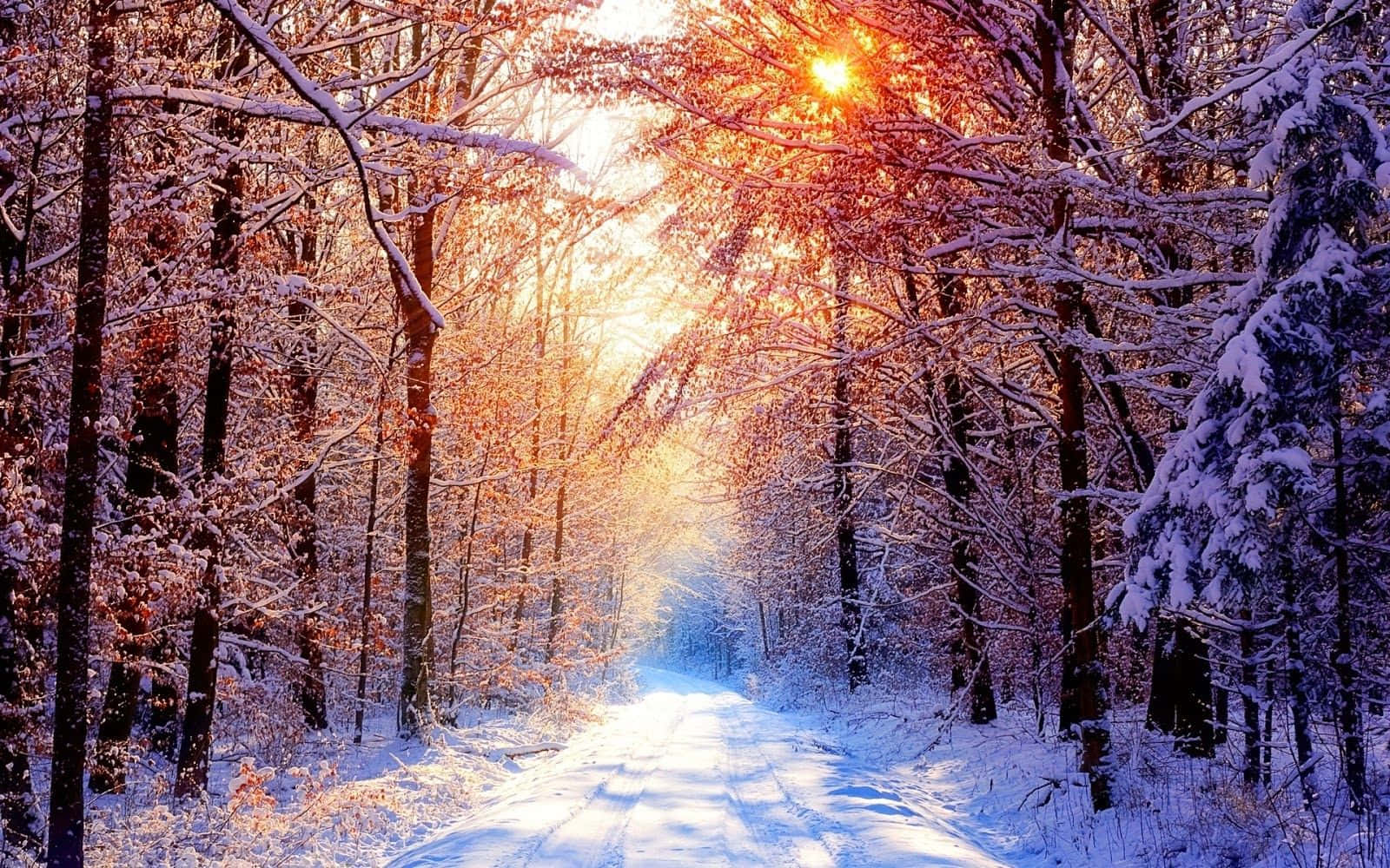 Seasonal Winter Forest Background