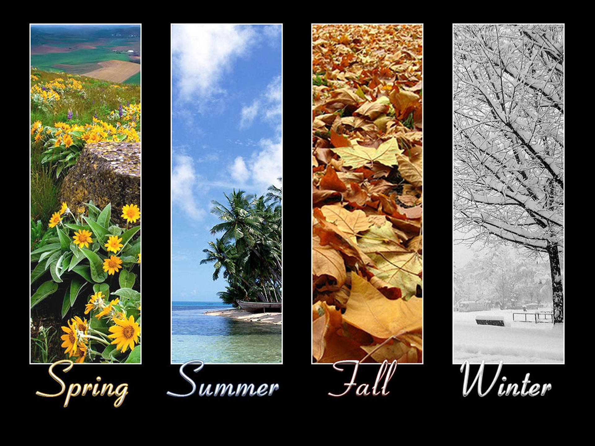 Seasons In Collage Background