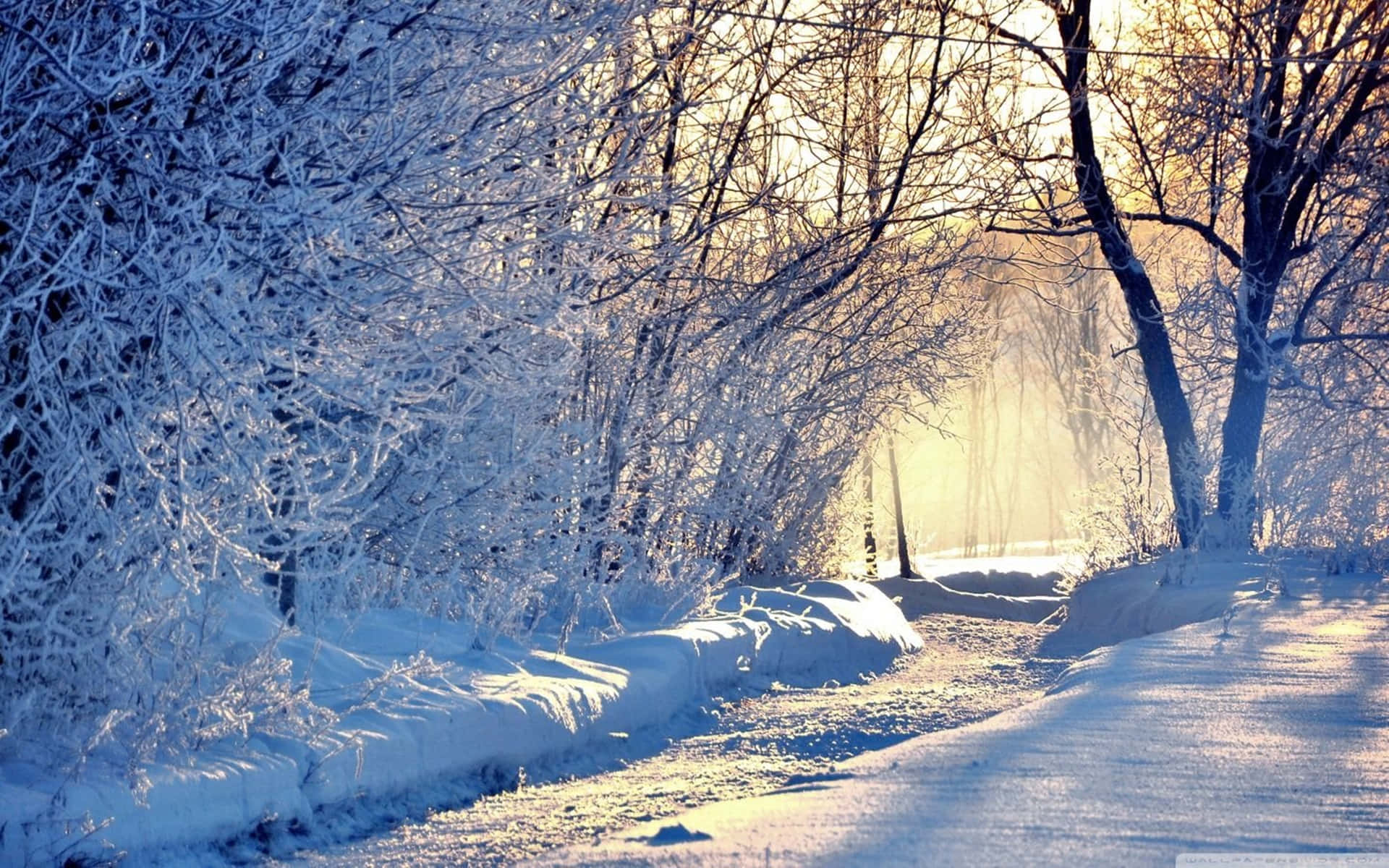 Secluded Forest Path Covered In Snow 4k Background