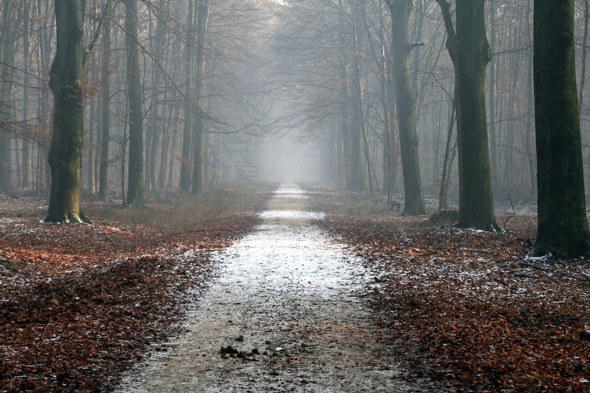 Secluded Road Where Nobody Is Passing Background