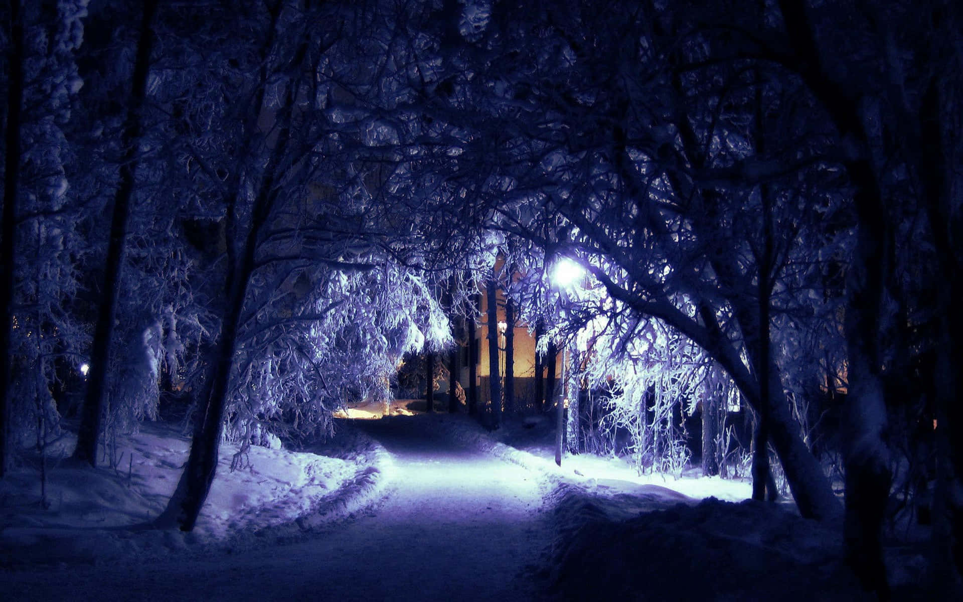 Secluded Winter Night In A Forest Background