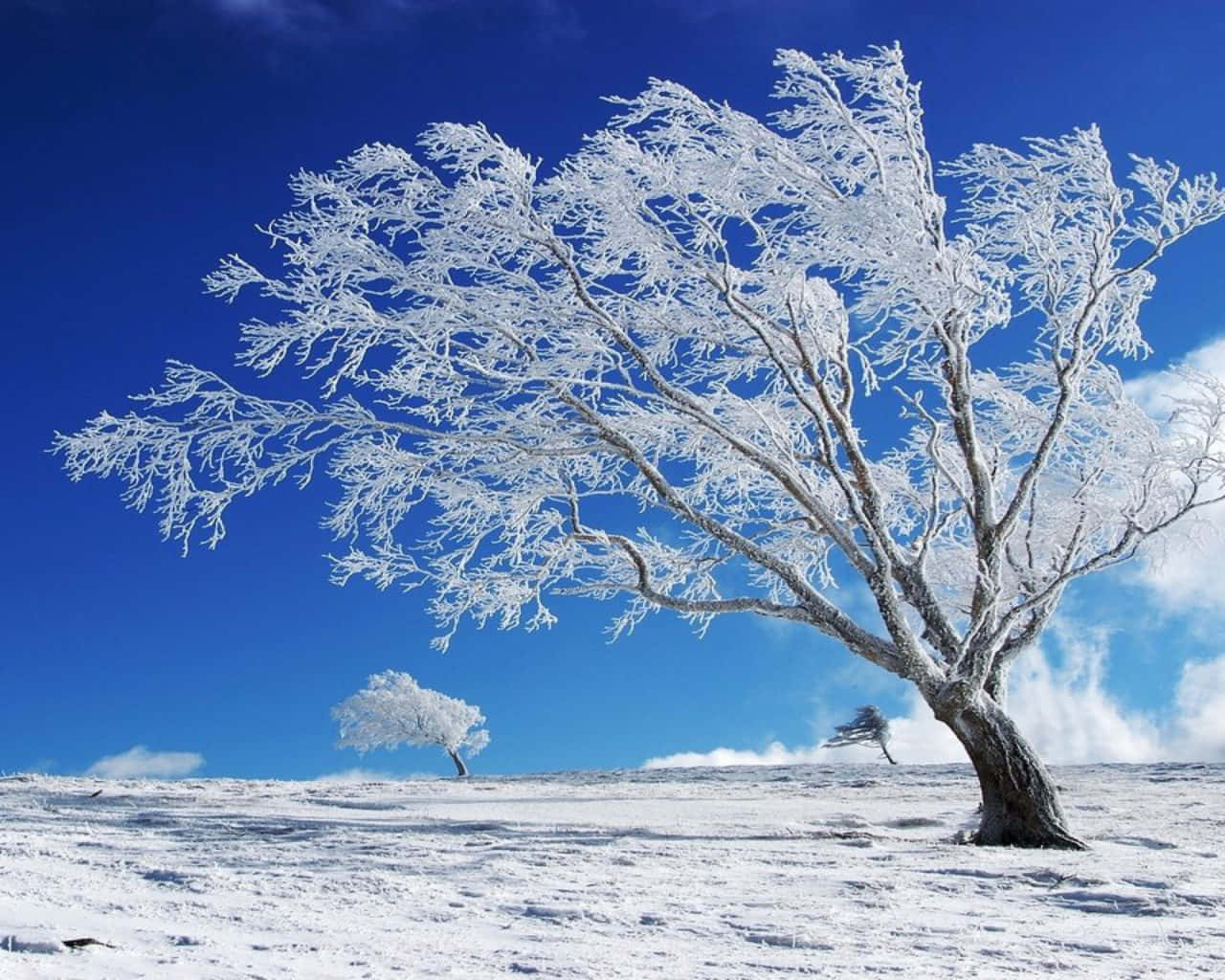 Secluded Winter Wonderland Background