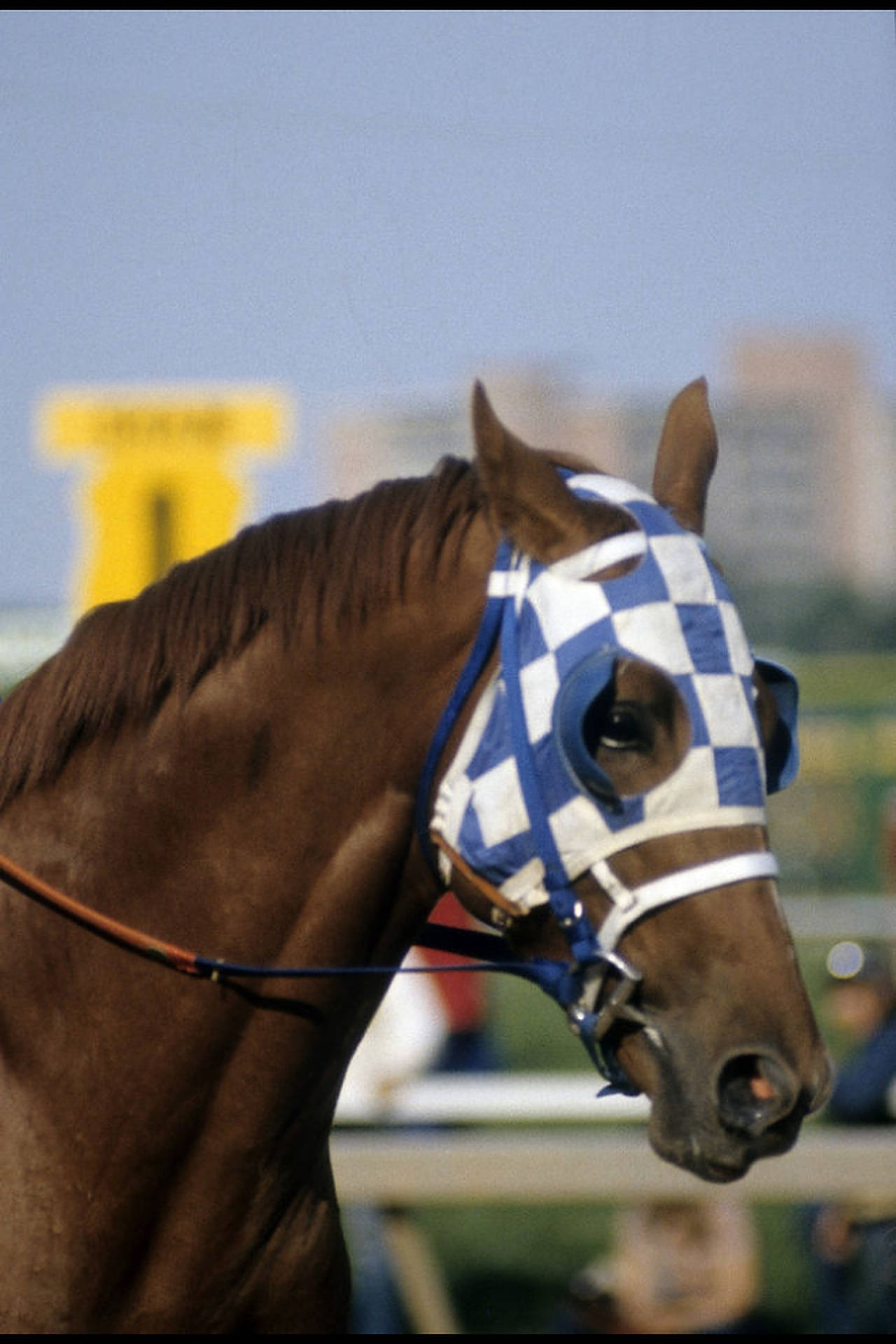 Secretariat Blue And White Cover Background