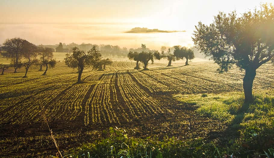 Secular Olive Groves In Italy Background