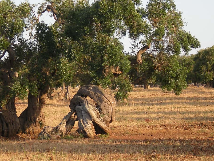 Secular Olive Trees In Europe Background