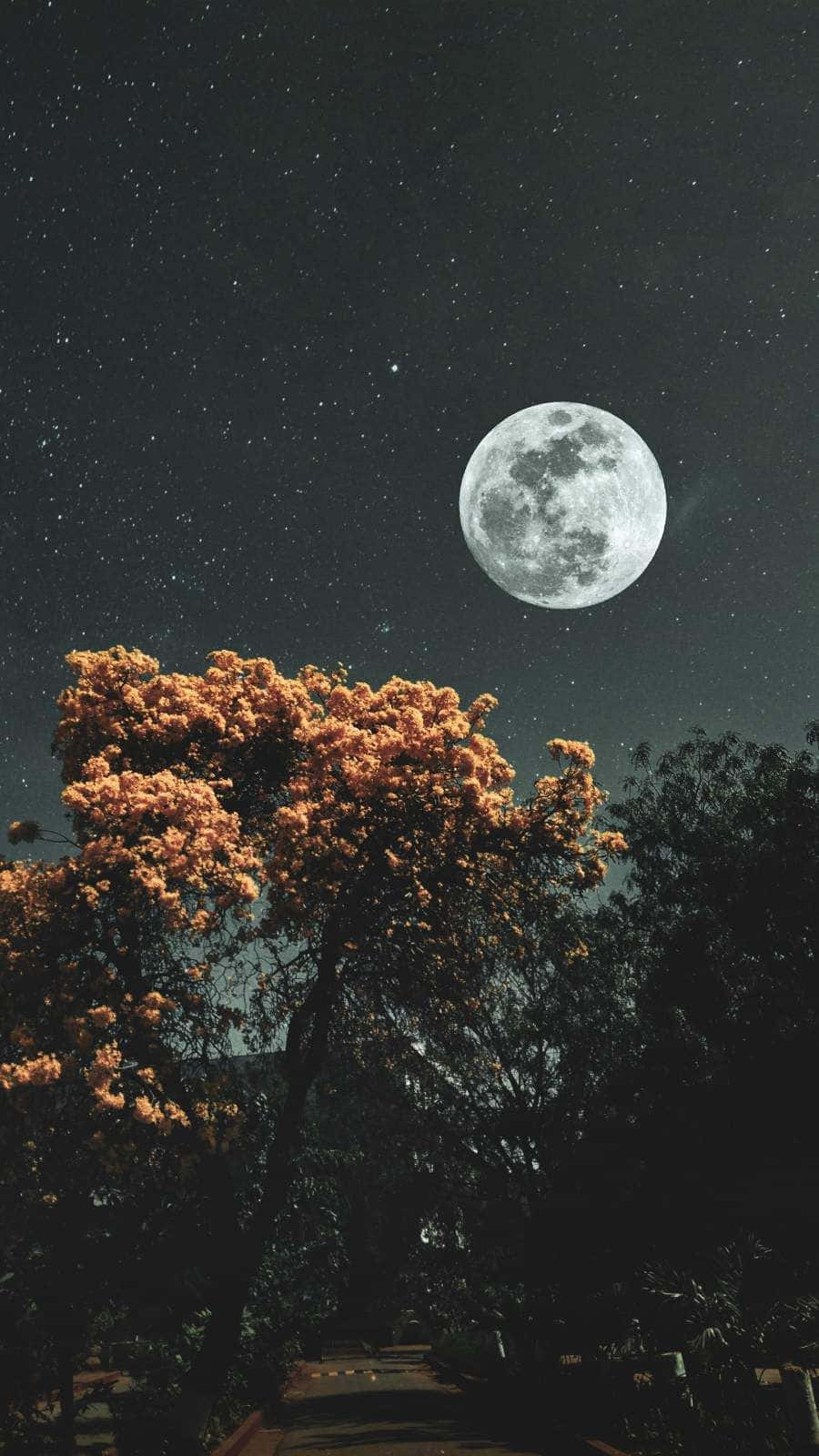 See The Moon And Stars At Your Fingertips Background