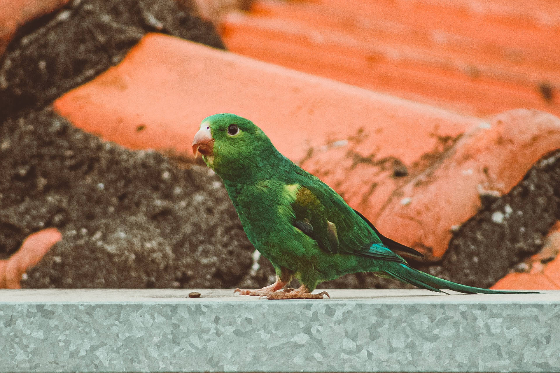 Seed And Green Parrot Hd Background