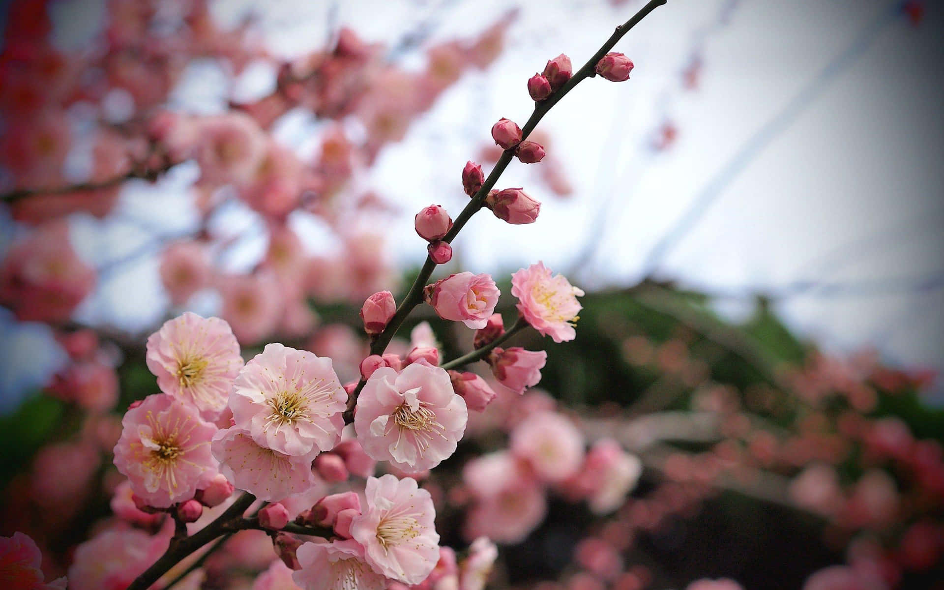 Seek The Beauty Of Mother Nature In The Magenta-filled Horizon.