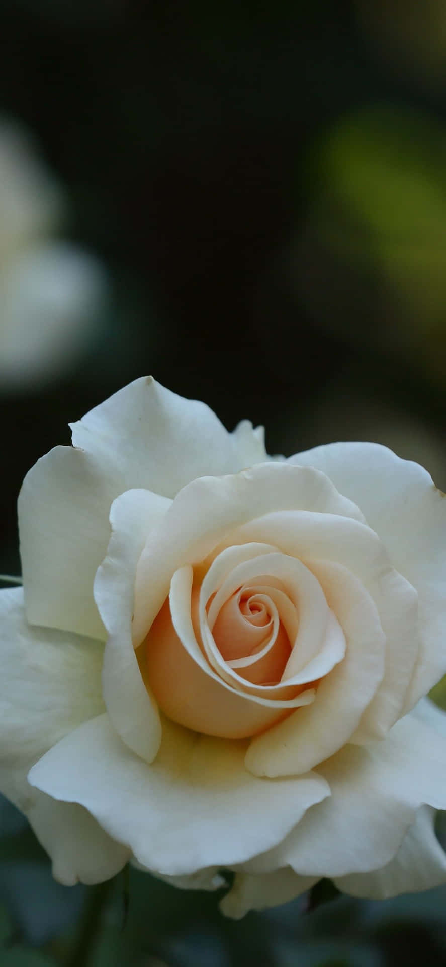 Seemingly Endless White Roses Lined Up, Giving Of A Calming And Serene Feeling