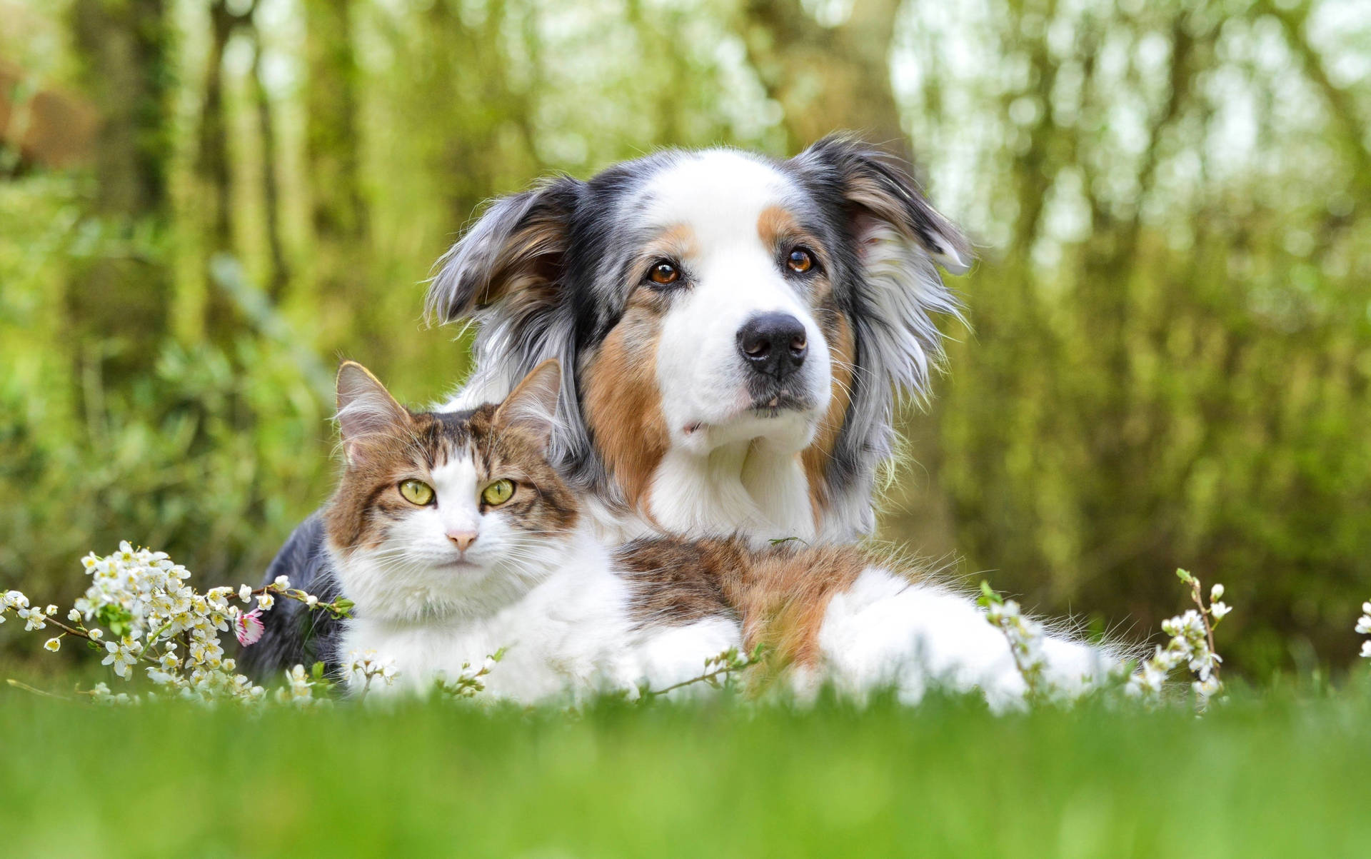 Selective Cat And Dog